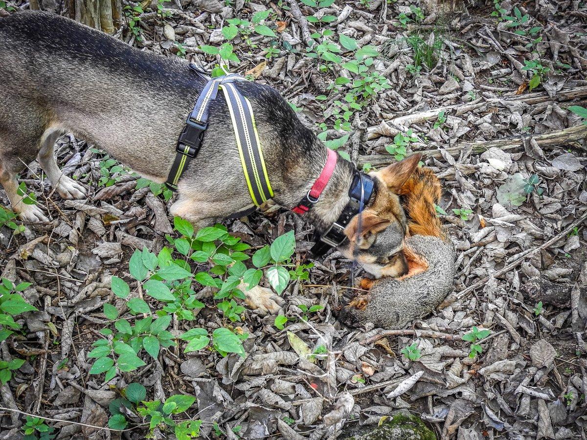 Trained squirrel dogs for 2024 sale