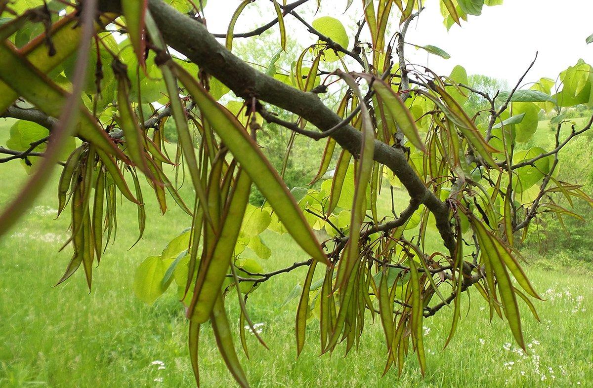 Pick the seedpods while they are still young and tender, normally two to three weeks after peak bloom.