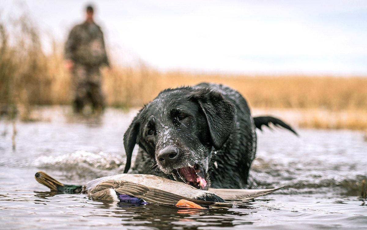 On big water, identify areas mallards use to feed, loaf and escape the wind. This narrows your search considerably. Photo © Phil Kahnke