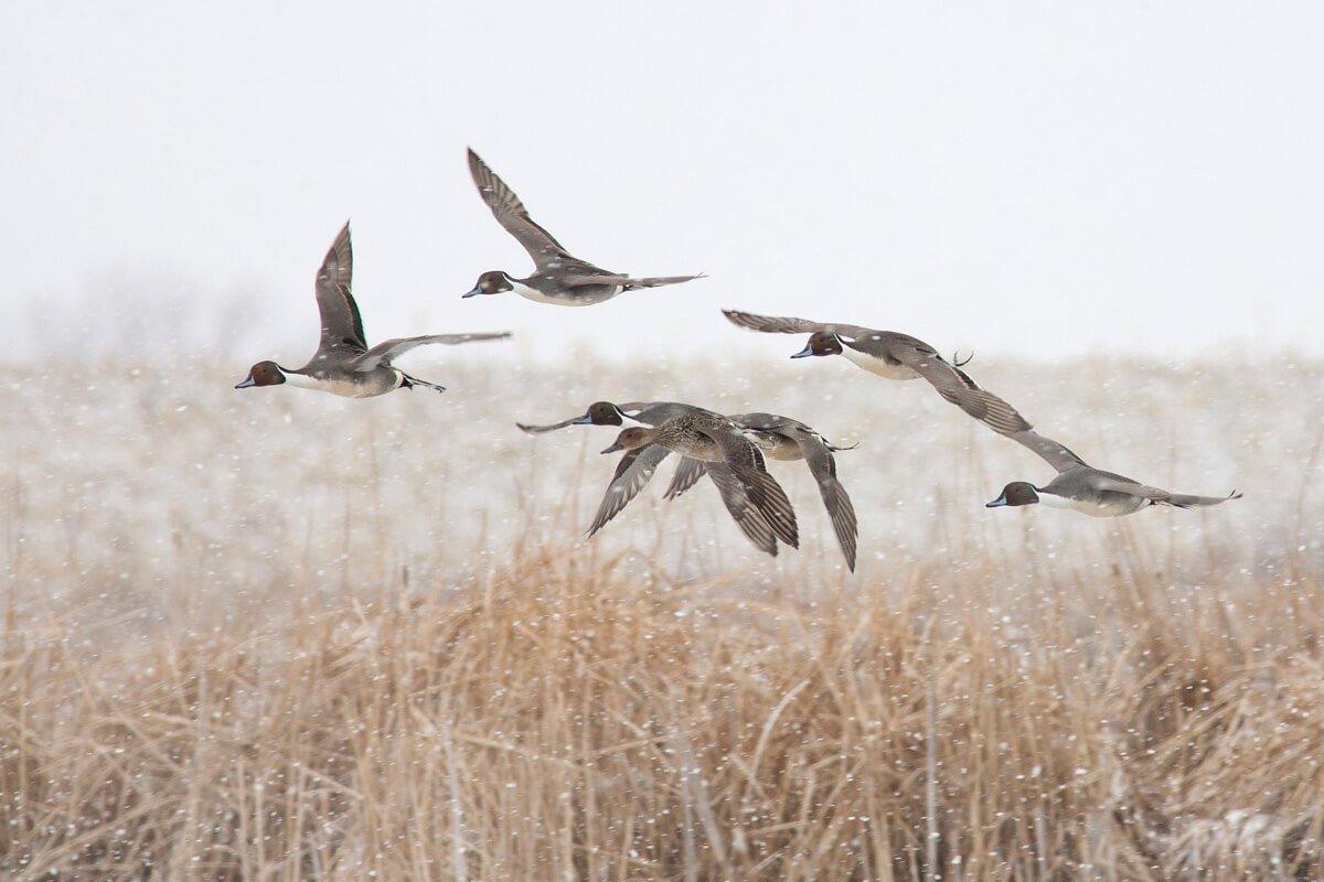 Snow often makes ducks and geese seemingly lose their minds, creating memorable hunts. Photo © Phil Kahnke