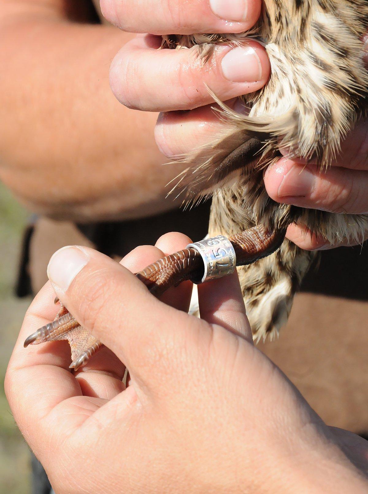 Helping with state or federal waterfowl banding efforts is just one way to make a difference betweeen duck seasons. Photo courtesy of Ducks Unlimited.