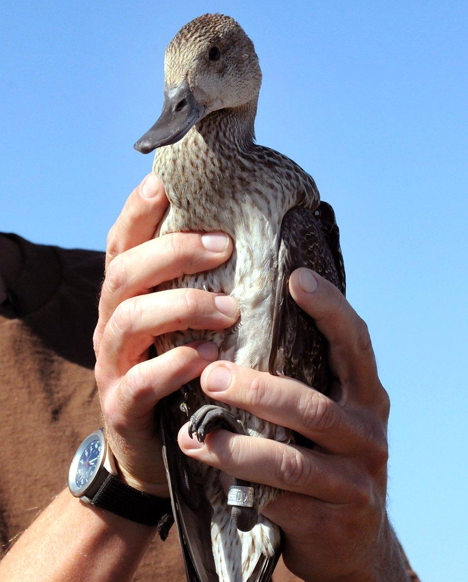 Duck and goose hunters revere bands and the information they provide about birds. Photo courtesy of Ducks Unlimited.