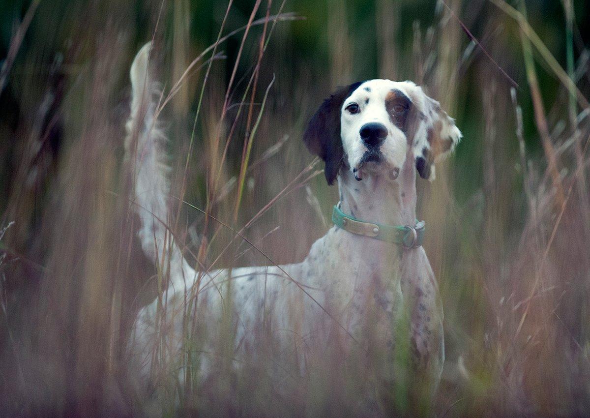 Prepare your dog for snake encounters. (© Purina Pro Plan photo)