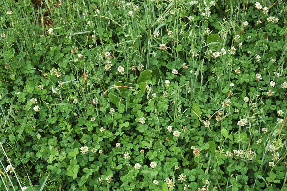 Have you ever planted ladino clover? (QDMA photo)