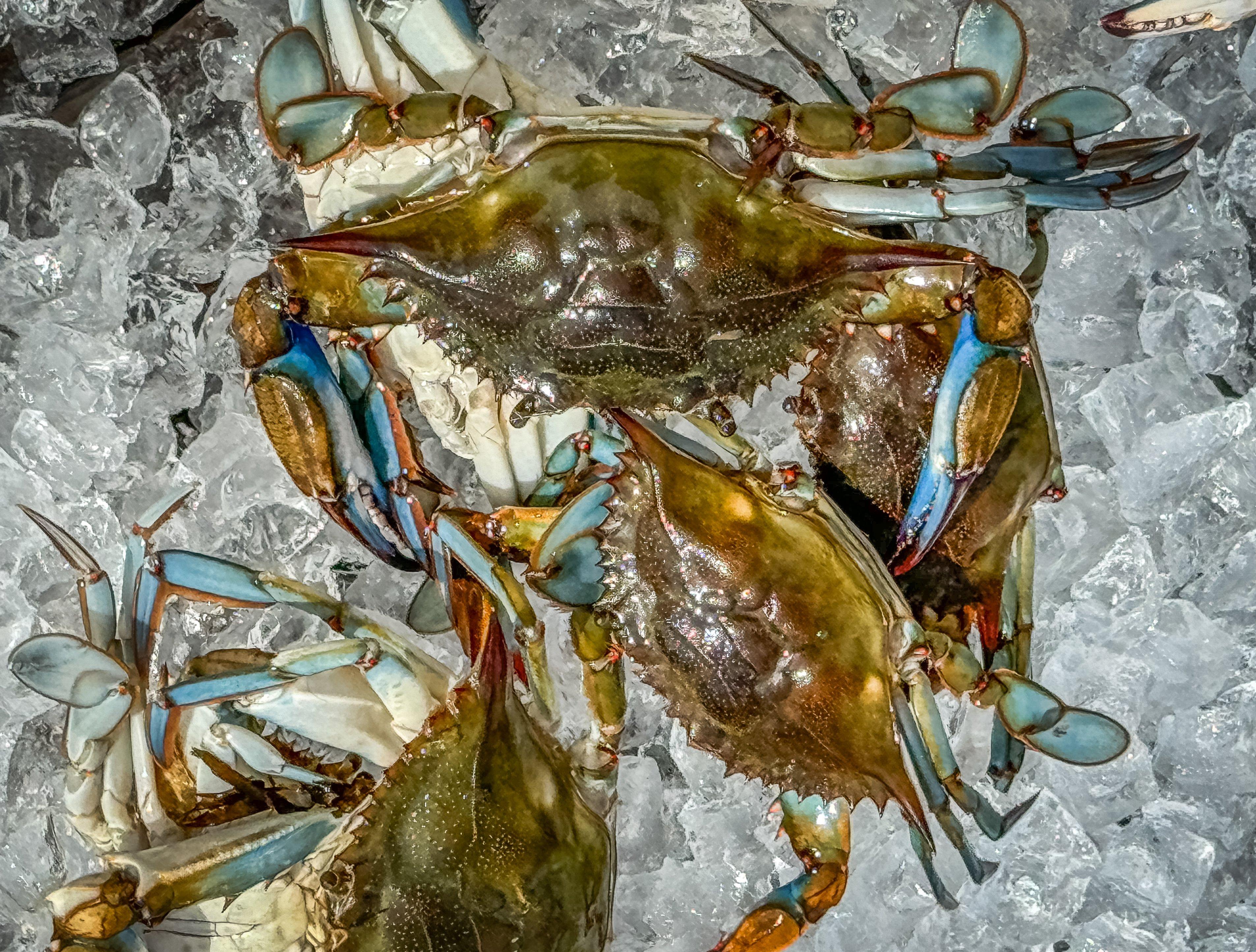 Image: crab_boil_5