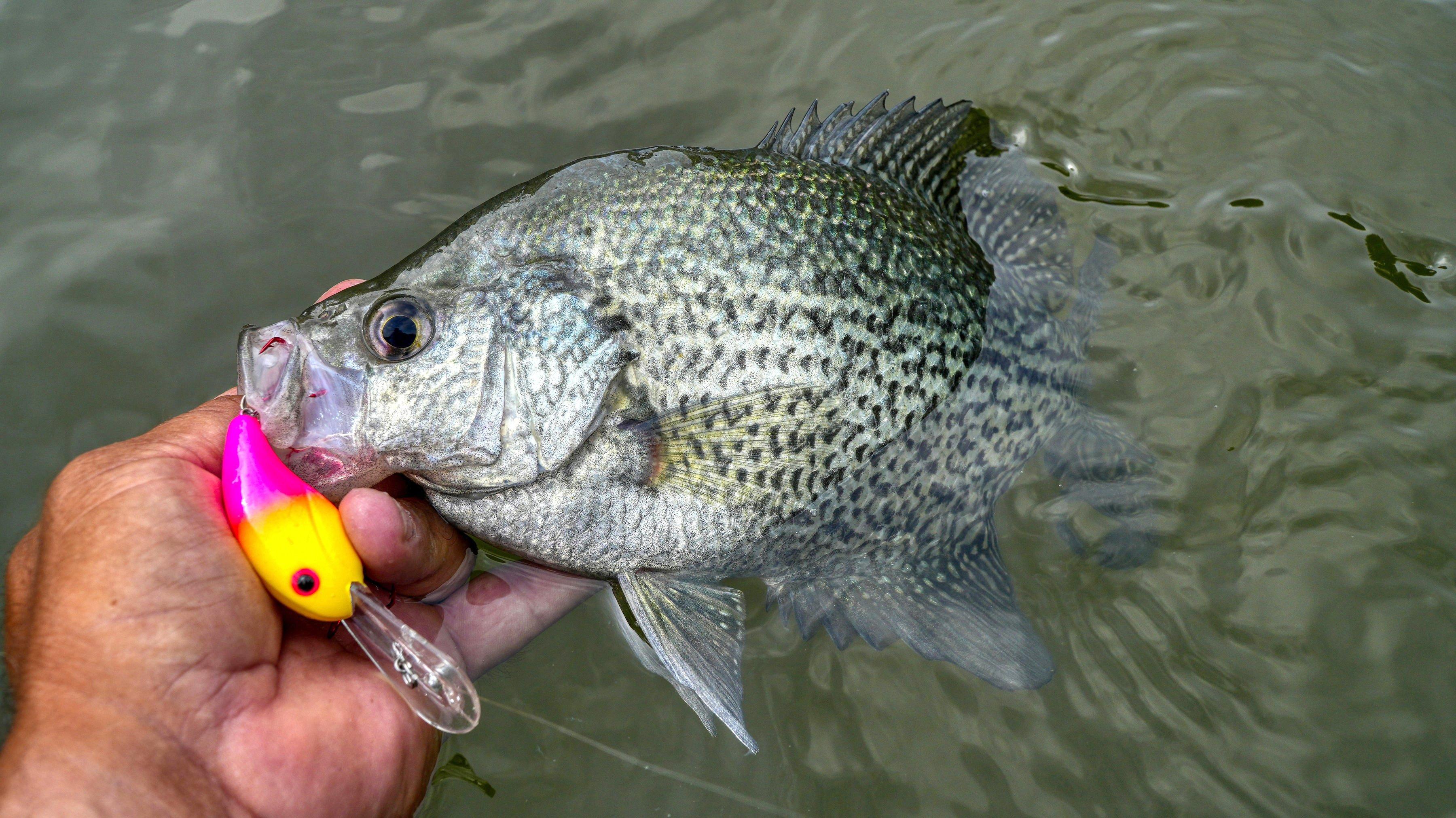 Image: crank_crappie_1