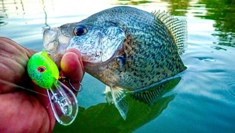 How to Crappie Fish with Crankbaits Image