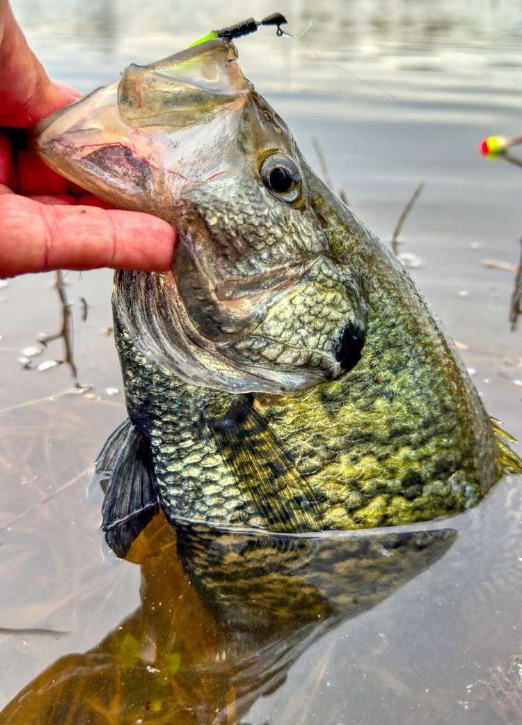 A Simple Jig and Bobber Fishing for Spring Crappie Image