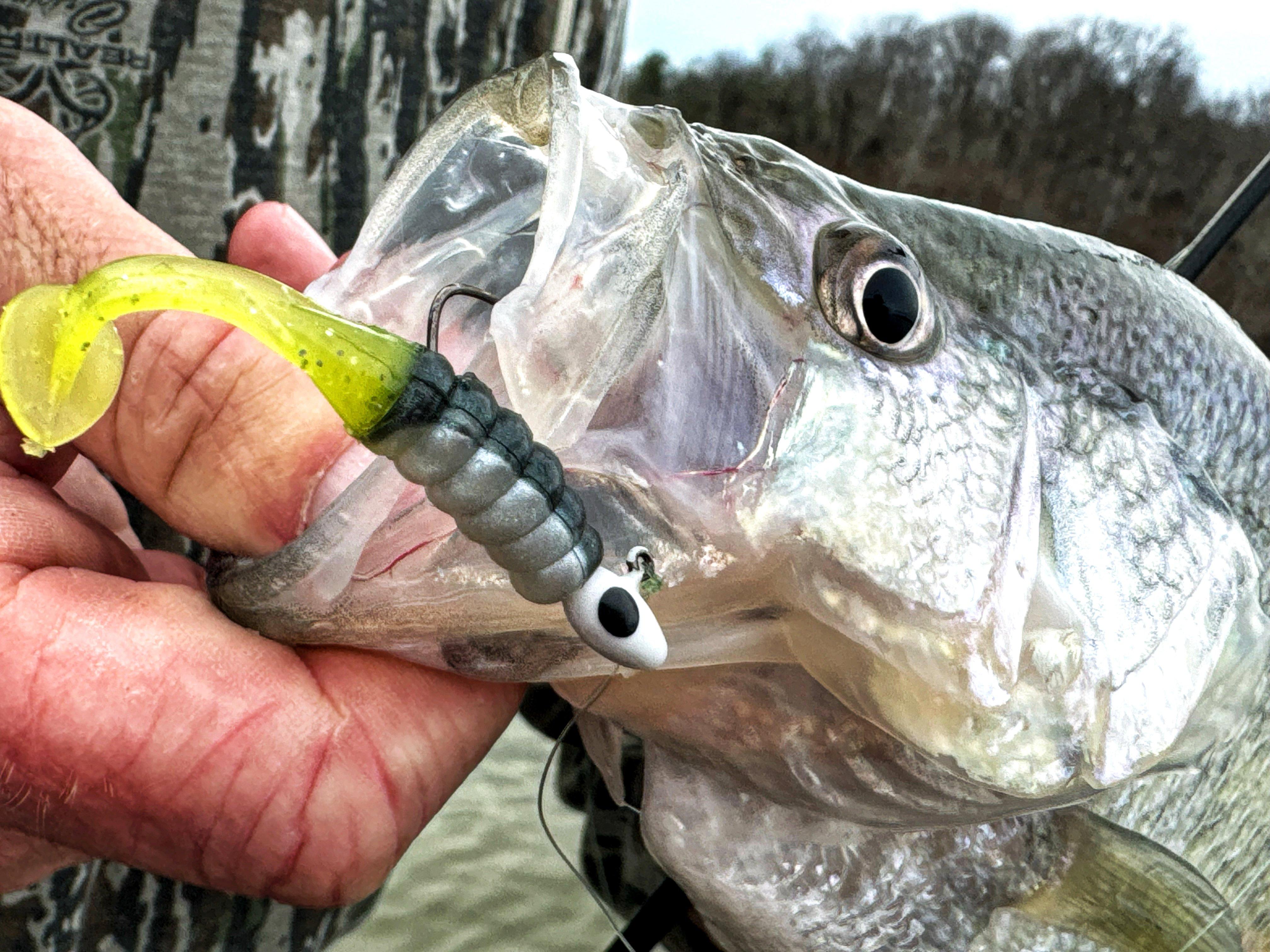 Curly Tail Shad Body - Great Crappie Soft Plastic Twister Tail Bait 