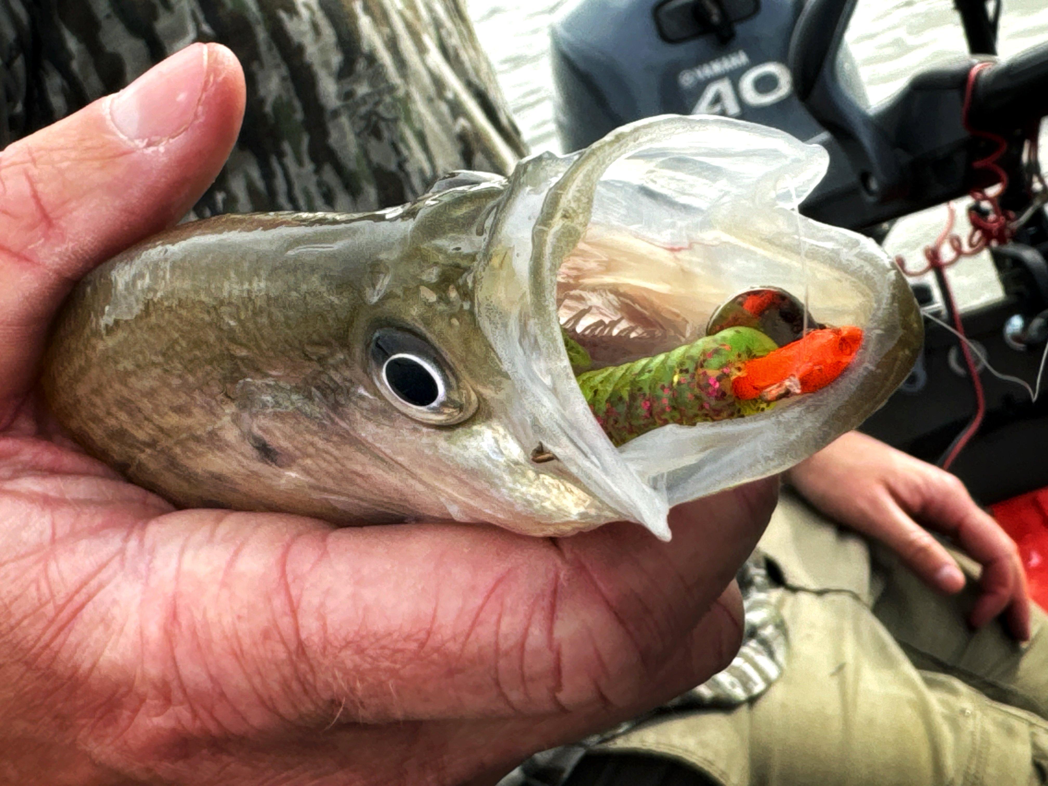 With a finicky Post Spawn bite yesterday this Crappie Monster Net