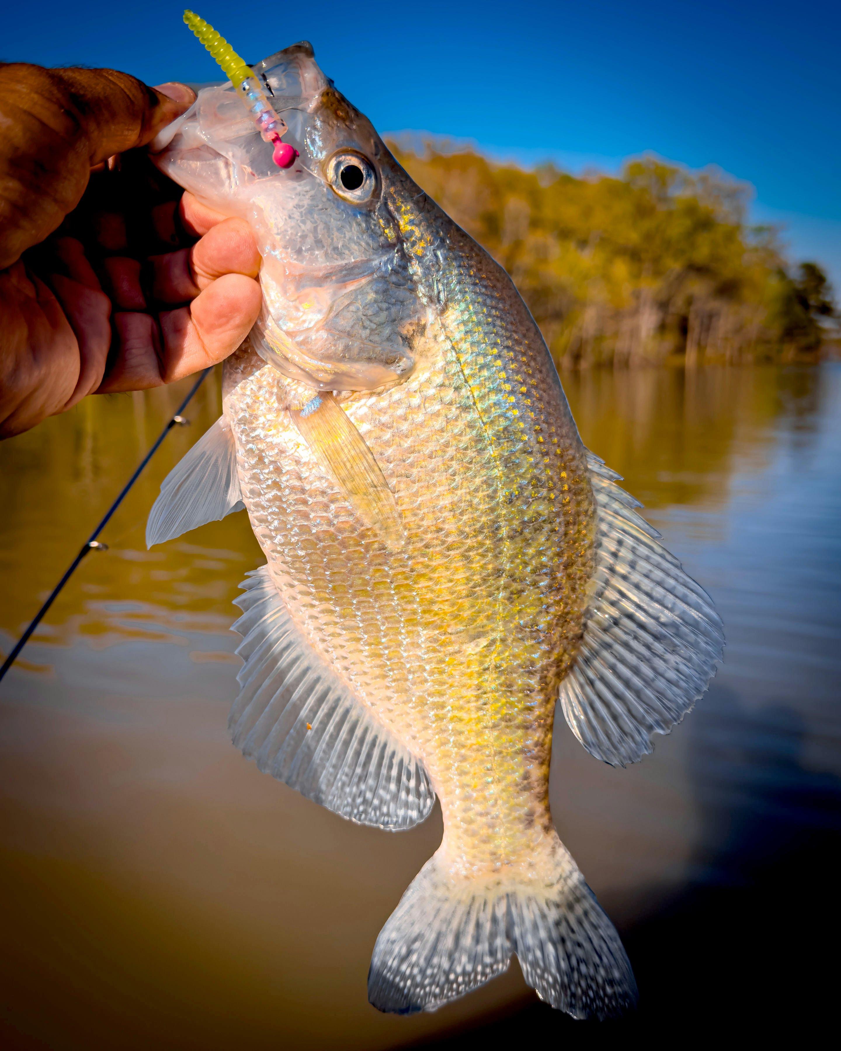 Image: crappie_rules_1