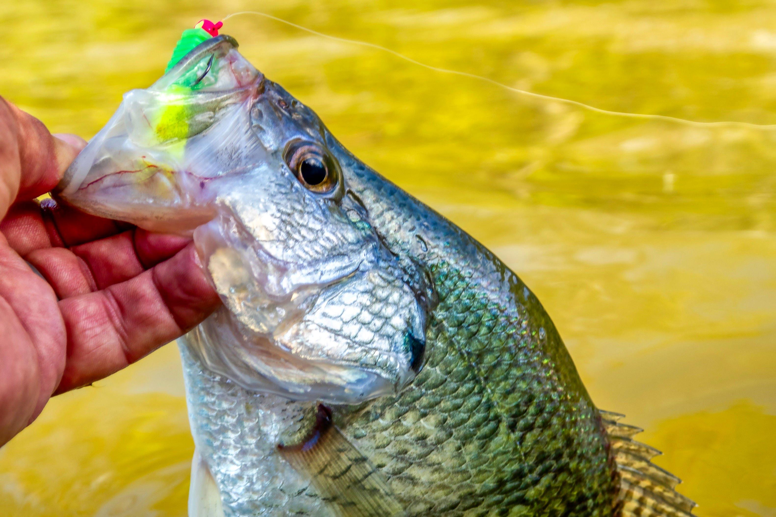 Image: crappie_rules_5