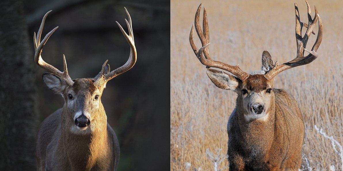 Do you prefer to hunt whitetails or mulies? (Shutterstock/Cray Hennessy/Rick Falser photo)