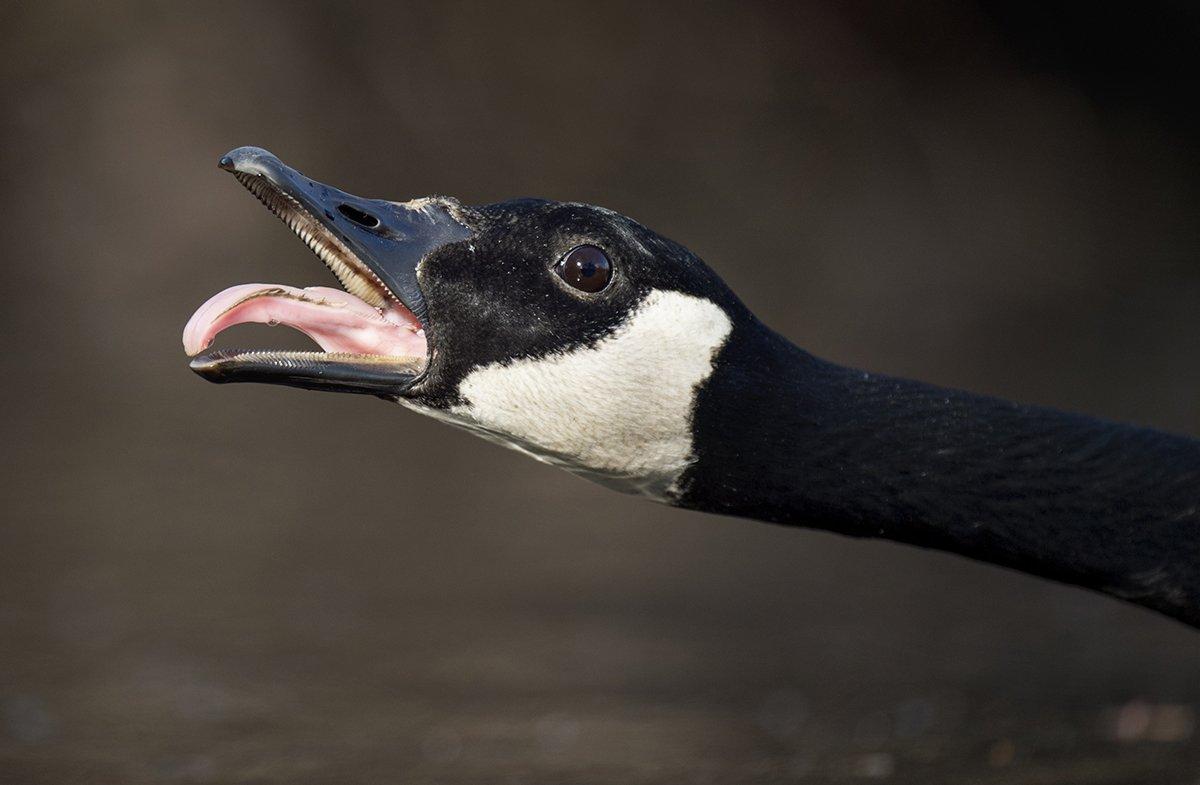 Some honkers seem to have a sense of humor when humiliating your best hunting efforts. Photo © Ray Hennessy/Shutterstock