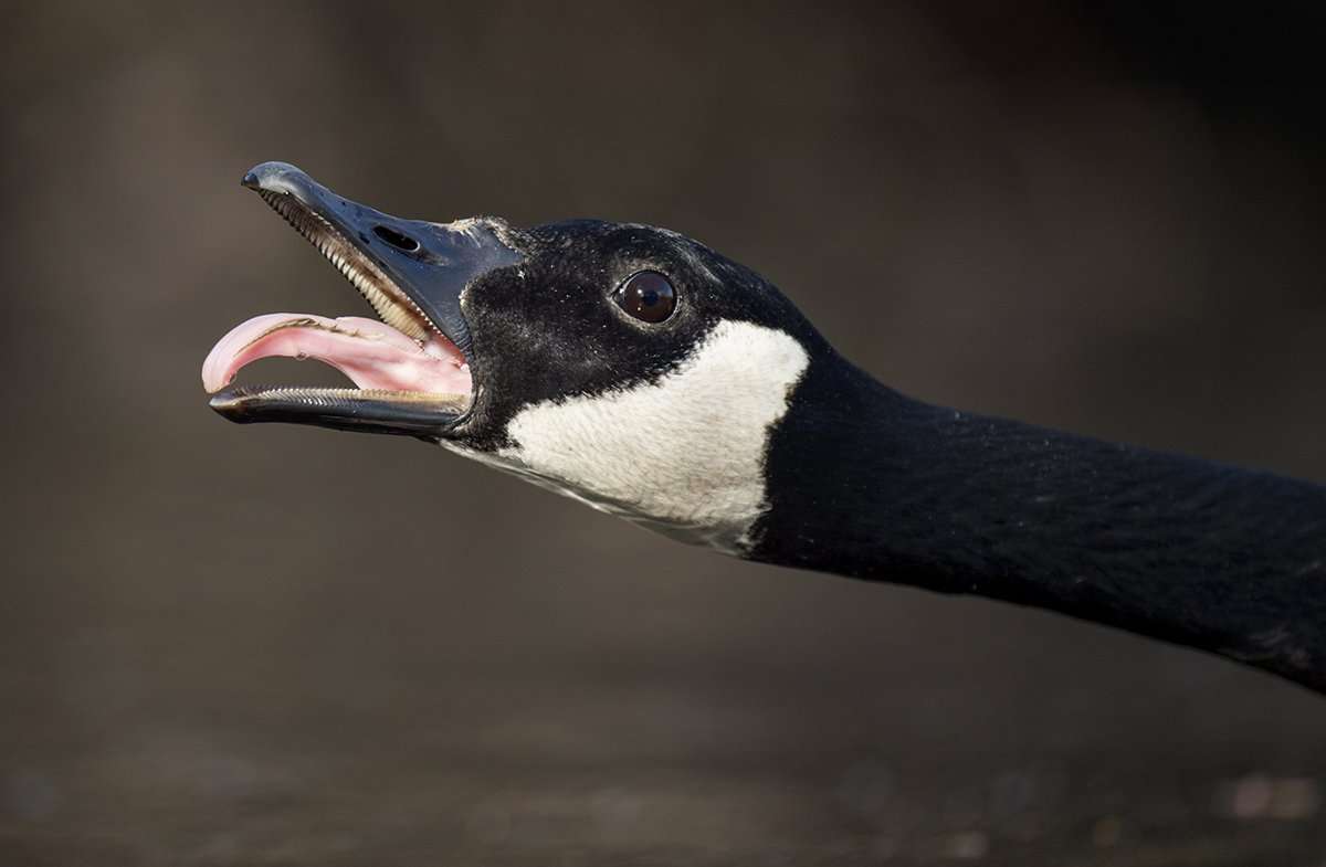Goose Angst: Three Honkers You Love to Hate - Realtree Camo