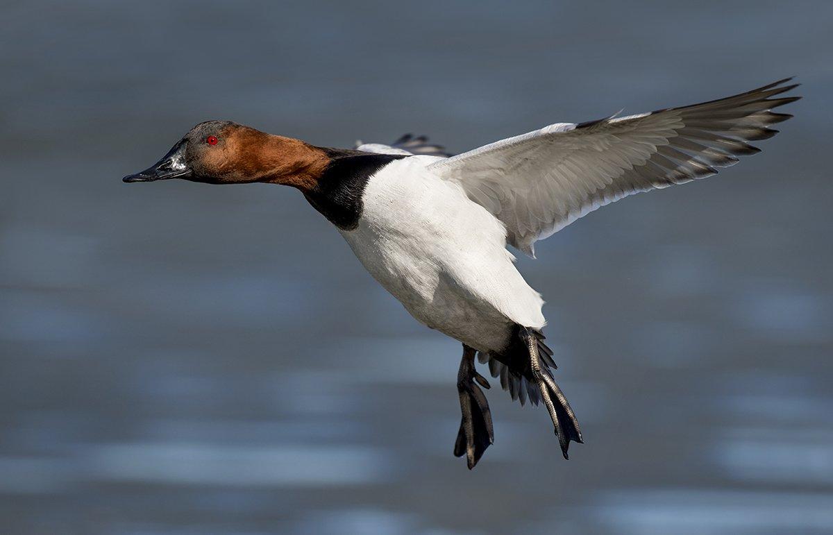 Tidal rivers in eastern Virginia have been holding lots of birds, including canvasbacks. Photo © Ray Hennessy/Shutterstock