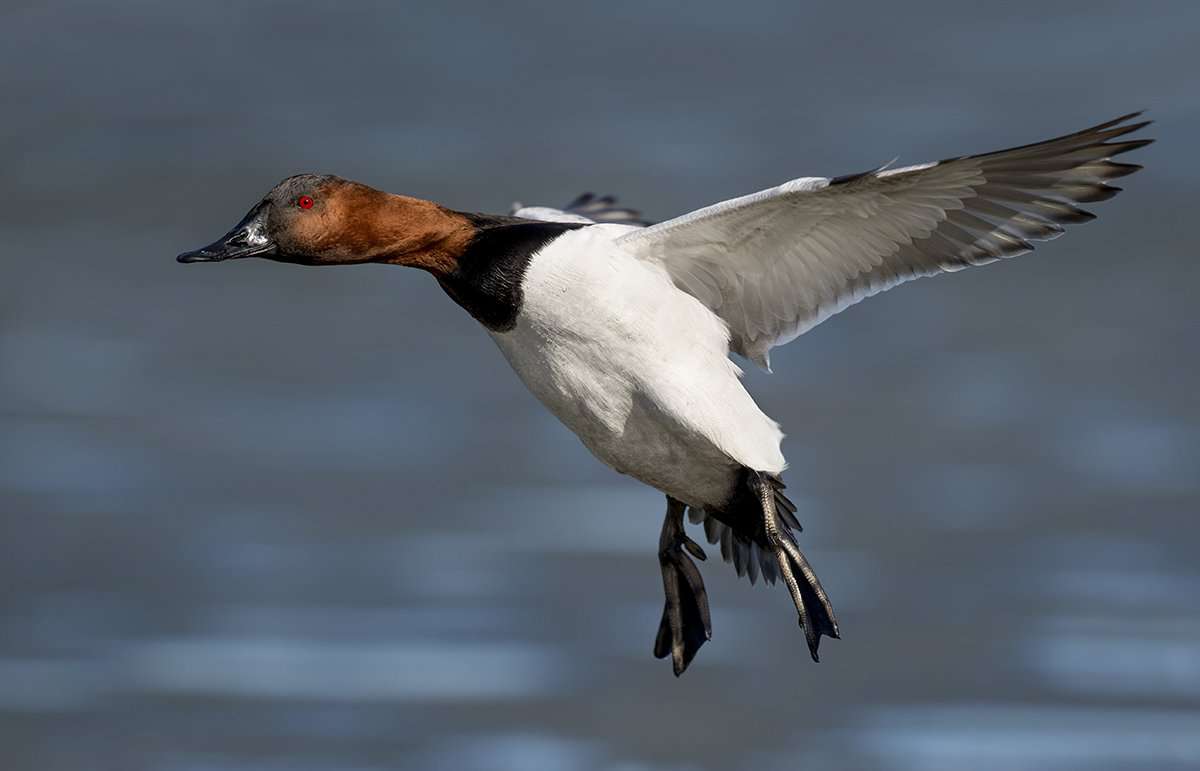 Tidal rivers in eastern Virginia have been holding lots of birds, including canvasbacks. Photo © Ray Hennessy/Shutterstock Tidal rivers in eastern Virginia have been holding lots of birds, including canvasbacks. Photo © Ray Hennessy/Shutterstock