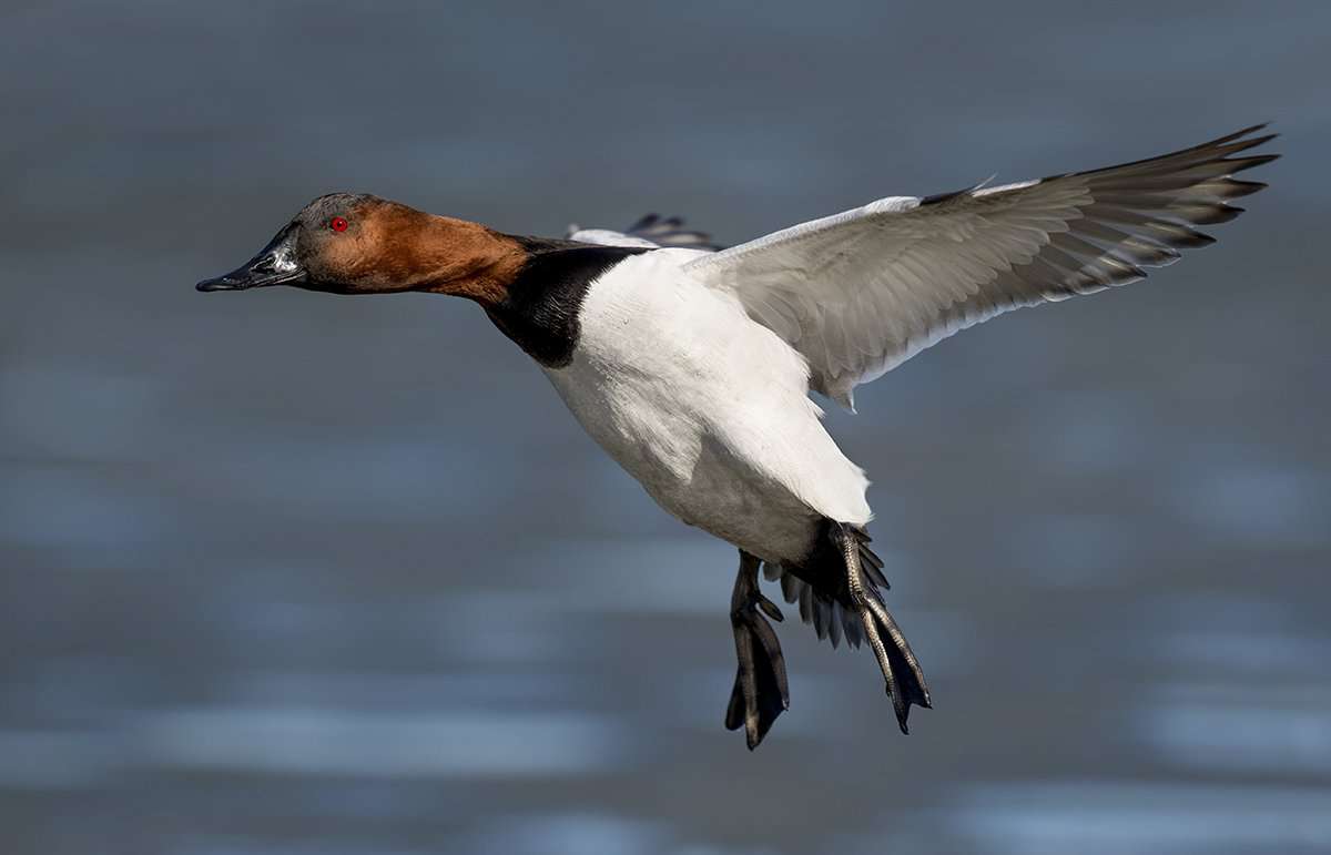 Tidal rivers in eastern Virginia have been holding lots of birds, including canvasbacks. Photo © Ray Hennessy/Shutterstock