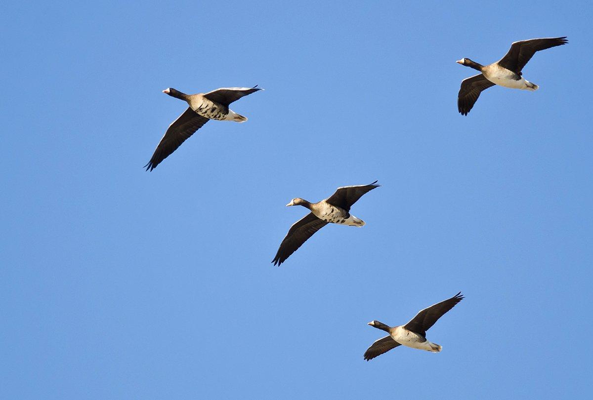 A good flight of specklebellies has helped the author and his friends tolerate slow days in the blind. Photo © rck_953/Shutterstock