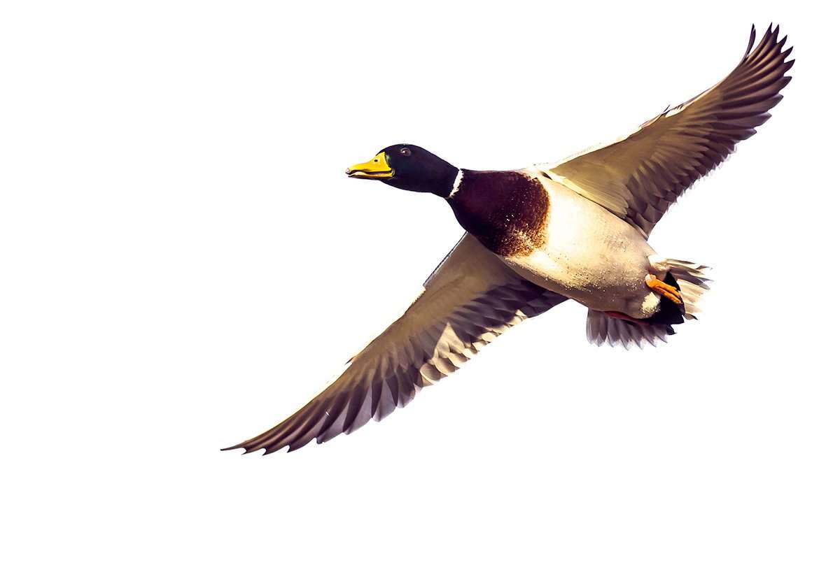 Mallards are pushing out of the Dakotas and hitting Nebraska and Kansas in good numbers. Photo © RCK_953/Shutterstock