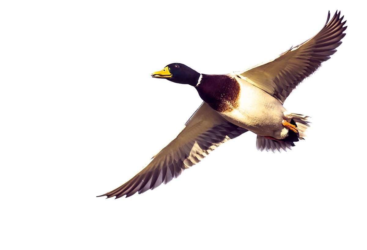 Mallards are pushing out of the Dakotas and hitting Nebraska and Kansas in good numbers. Photo © RCK_953/Shutterstock Mallards are pushing out of the Dakotas and hitting Nebraska and Kansas in good numbers. Photo © RCK_953/Shutterstock