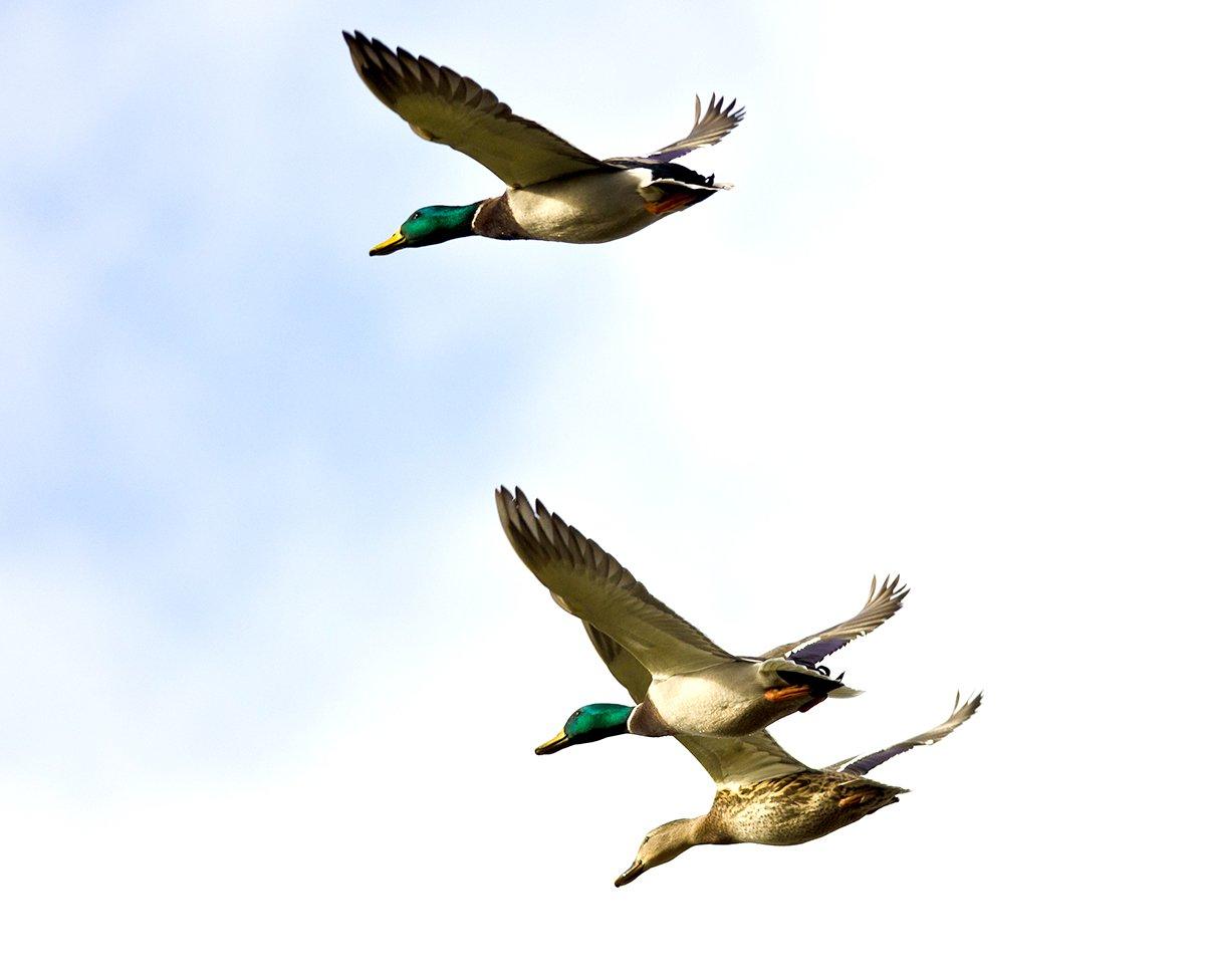 Mallards are fairly easy to identify in flight. Other ducks might confuse you, especially during low light or cloudy days. Photo © Rck_953/Shutterstock