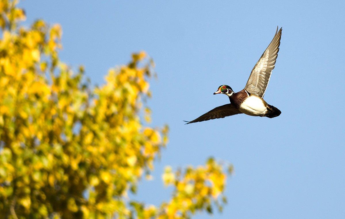 October: Wood Ducks and Gadwall