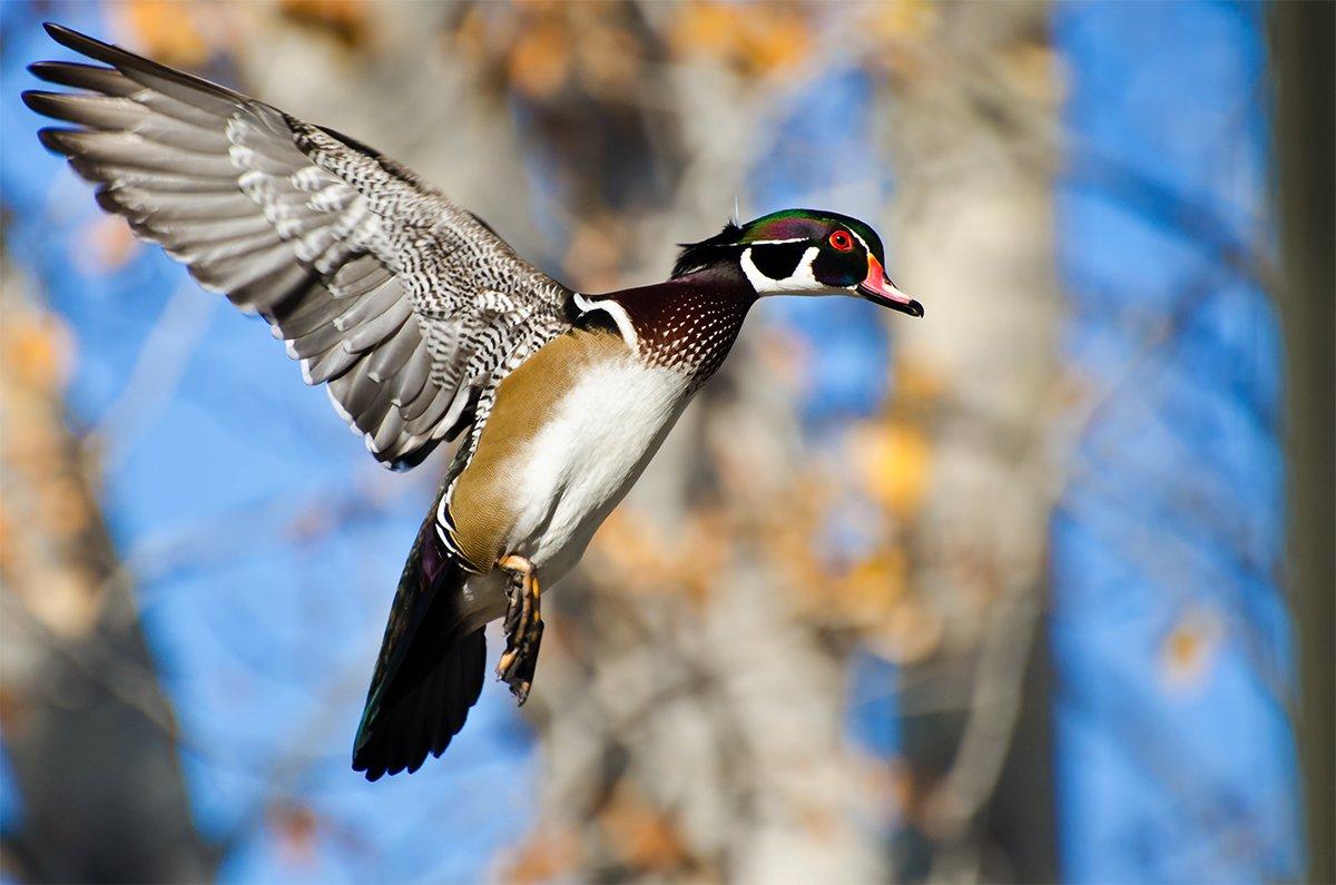 Jump-shooting streams for wood ducks is like opening presents. You never know what the next bend or backwater will bring. Photo © RCK_953/Shutterstock