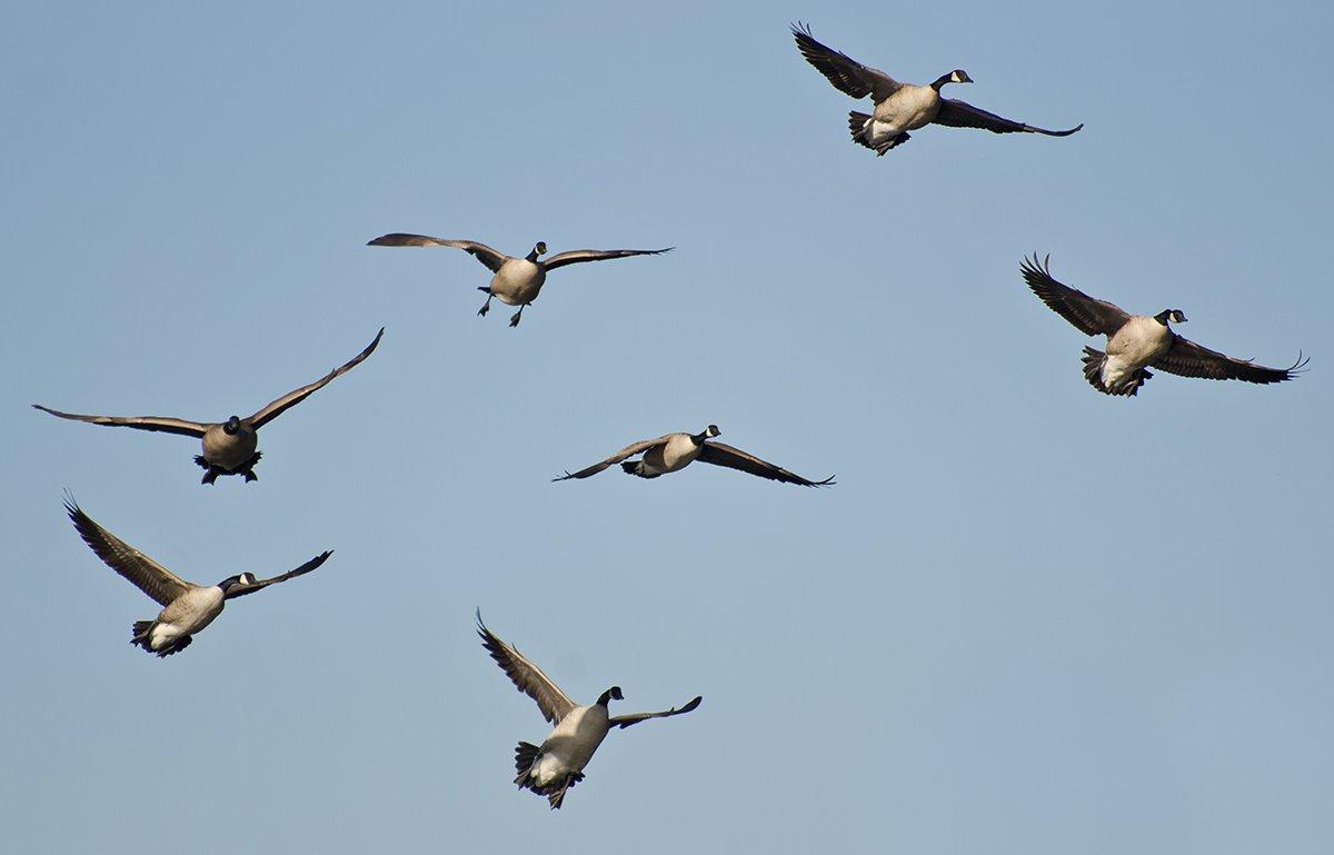 If you want to double on this flock, start with a bird farther back in the pack, and then swing onto the lead bird after the first goose falls. Photo ©rck_953/Shutterstock