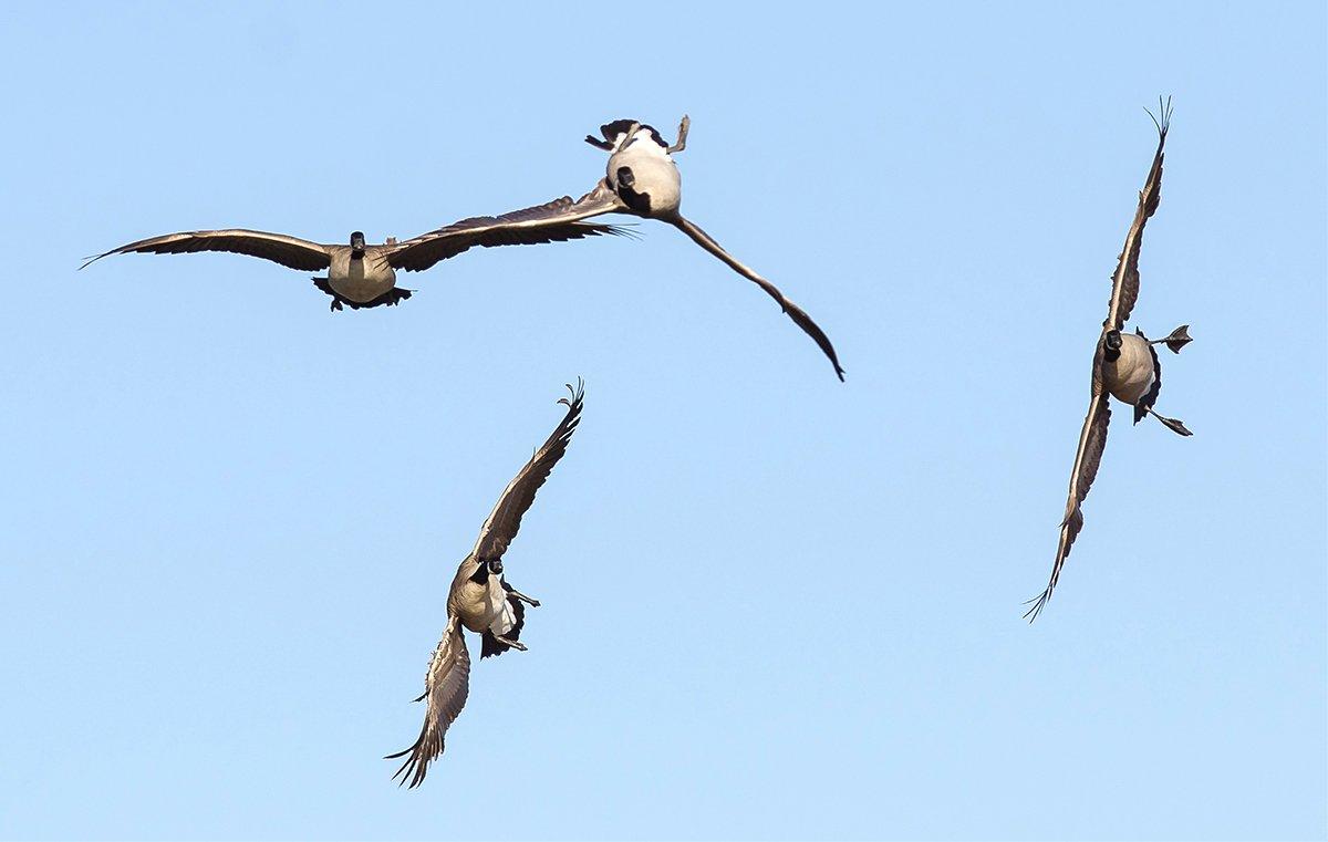 With their bodies upside down, whiffling lets waterfowl rapidly lose altitude. Photo © R.C. Keller/iStock