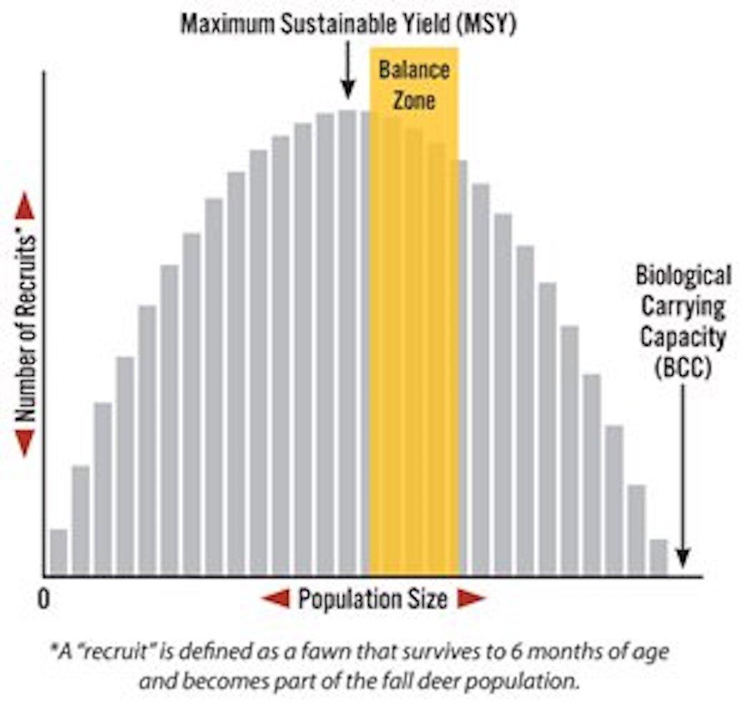 Understanding whitetail carrying capacity is part of being a deer steward. (QDMA photo)