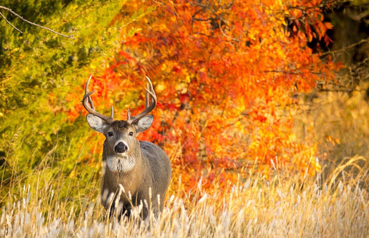 The fall and winter woods is full of color. (Shutterstock / Ricardo Reitmeyer photo)