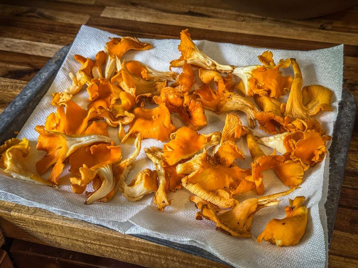 Beer Battered Chanterelle Mushrooms - Realtree Camo