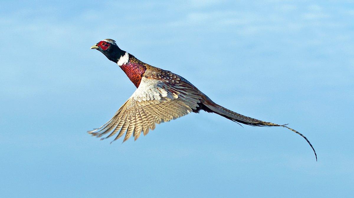 Recess is for Pheasant Hunting - Realtree Camo