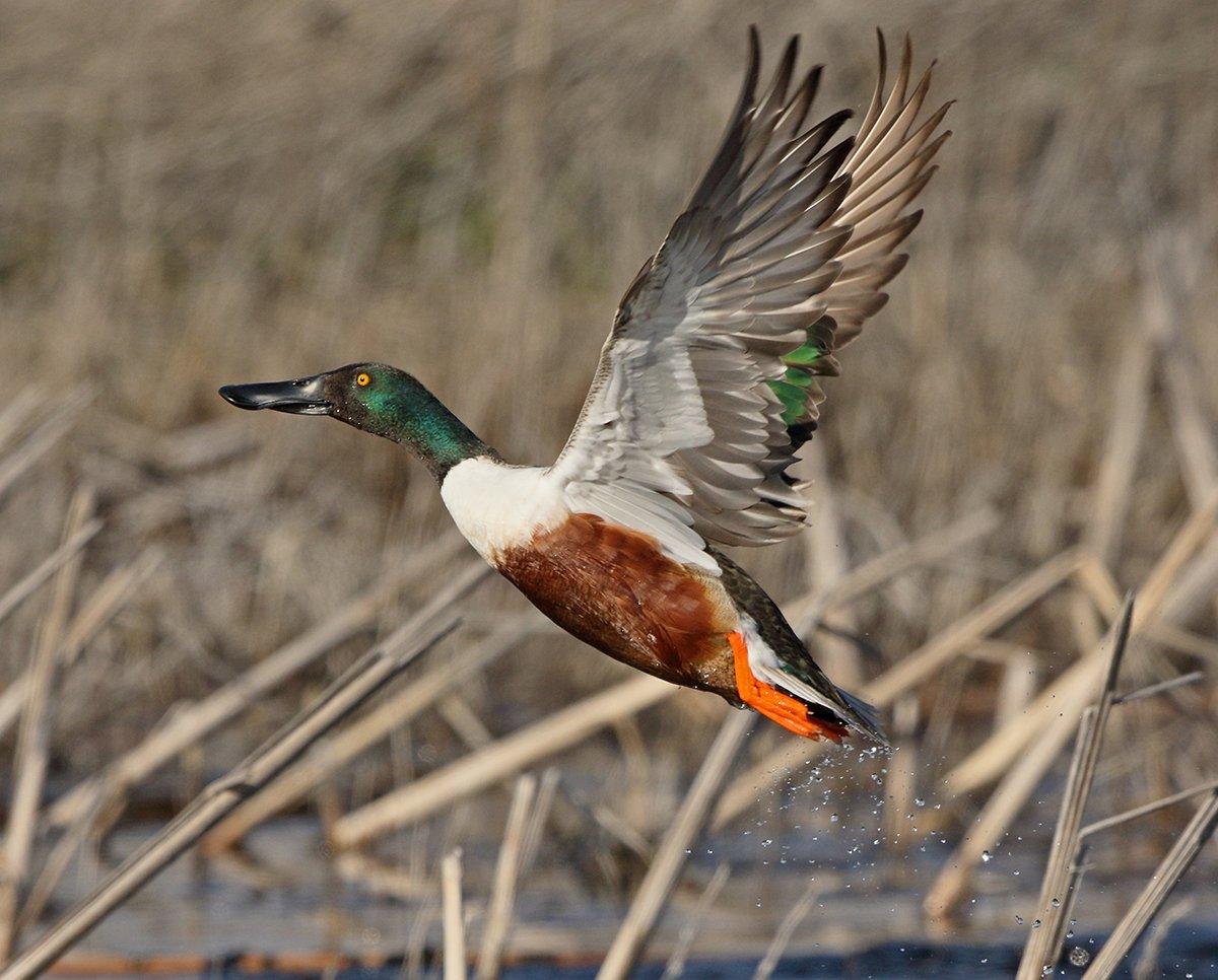 Spoonies get a bad tap, but they're a unique, interesting duck. Photo © Robert L. Kothenbeutel/Shutterstock