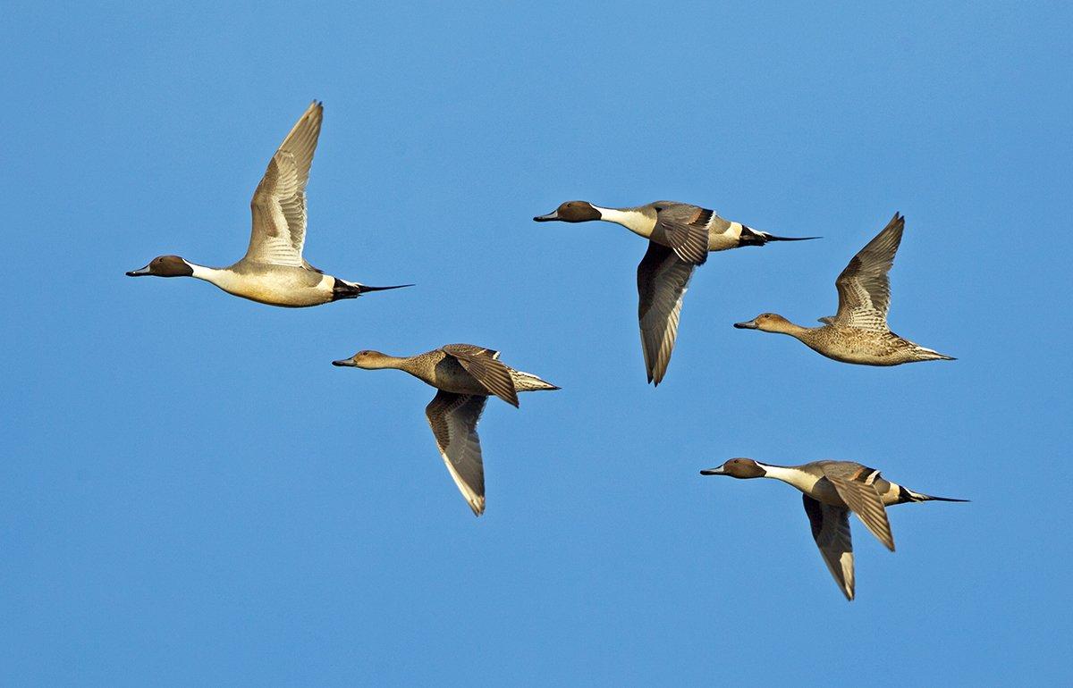 Overall duck numbers remain high, but there will likely be fewer juvenile birds in the Fall 2016 flight. Photo © Robert L. Kothenbeutel/Shutterstock