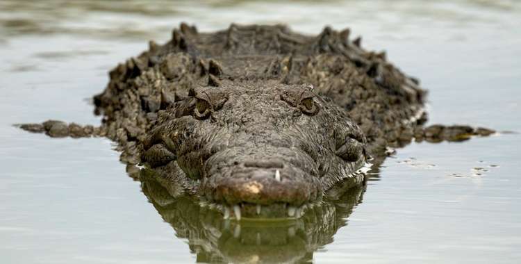 Crocodile Attacks Man After His Sailboat Capsizes in Everglades