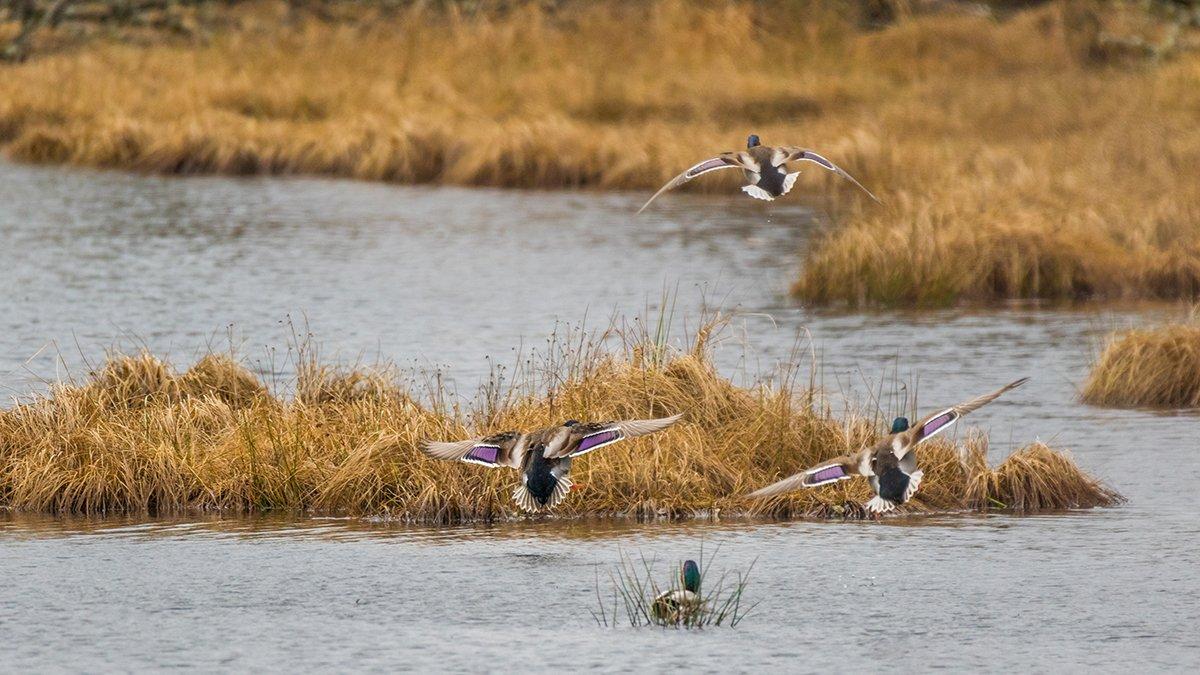 Some spots might only hold ducks or geese for a few days a year, but we always view them as waterfowl haunts. Photo © Roman Khomlyak/Shutterstock