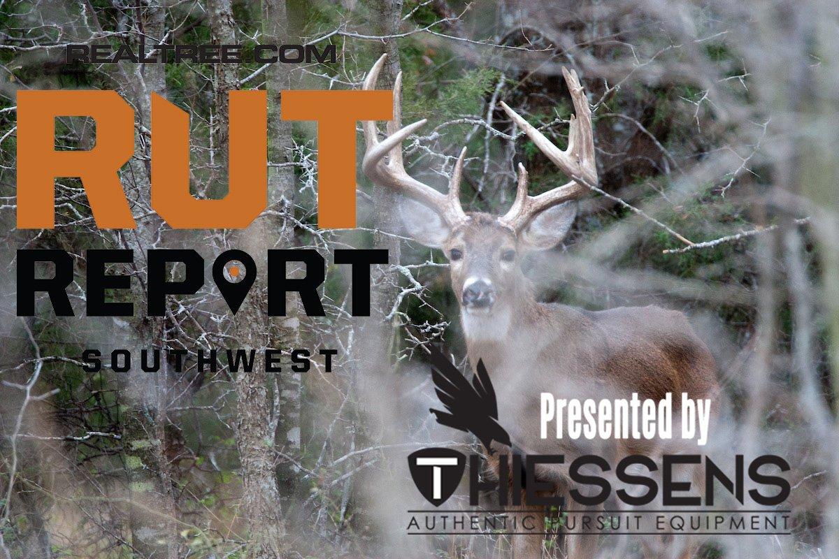 Southwest Rut Report The South Texas Rut Is Rocking Realtree Camo