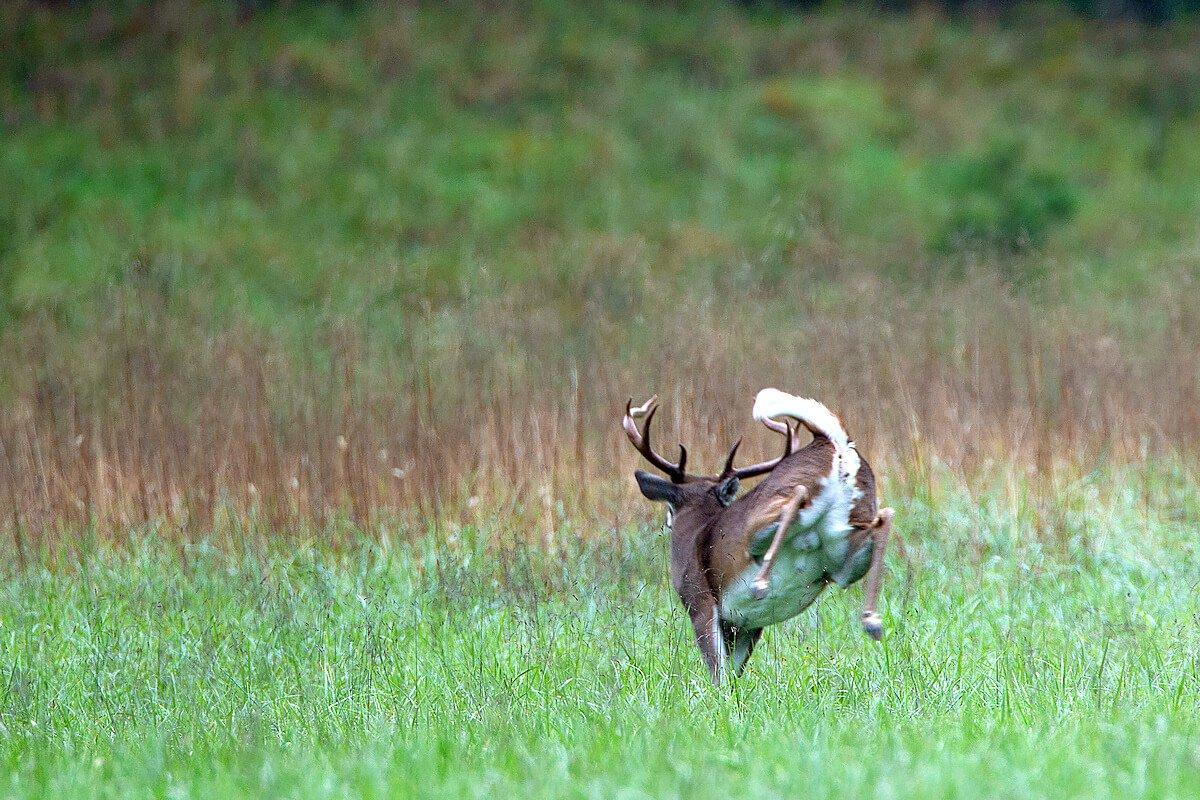 It's still possible to kill a buck after bumping it. Here's how. (Russell Graves photo)