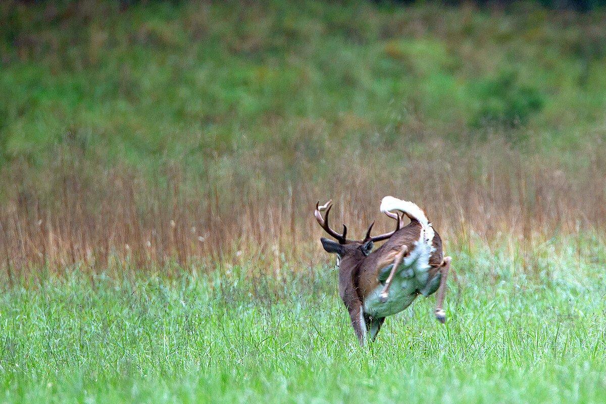 Answers to Common Questions About Deer Antlers - Realtree Store