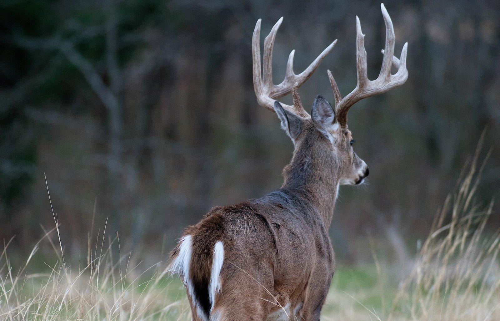 The life expectancy of a wild whitetail buck is 2.9 years, but it's much older for captive deer. (Russell Graves photo)