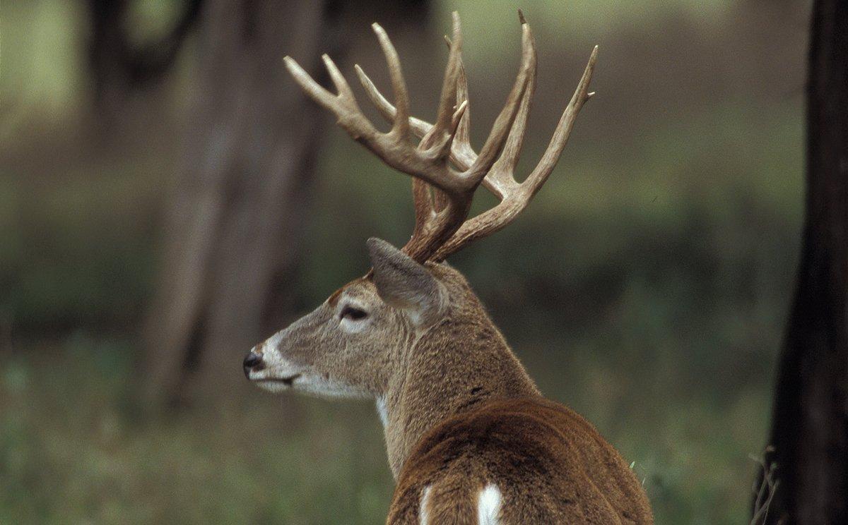 It's important to note that record bucks are rare — even under perfect conditions. (Russell Graves photo)