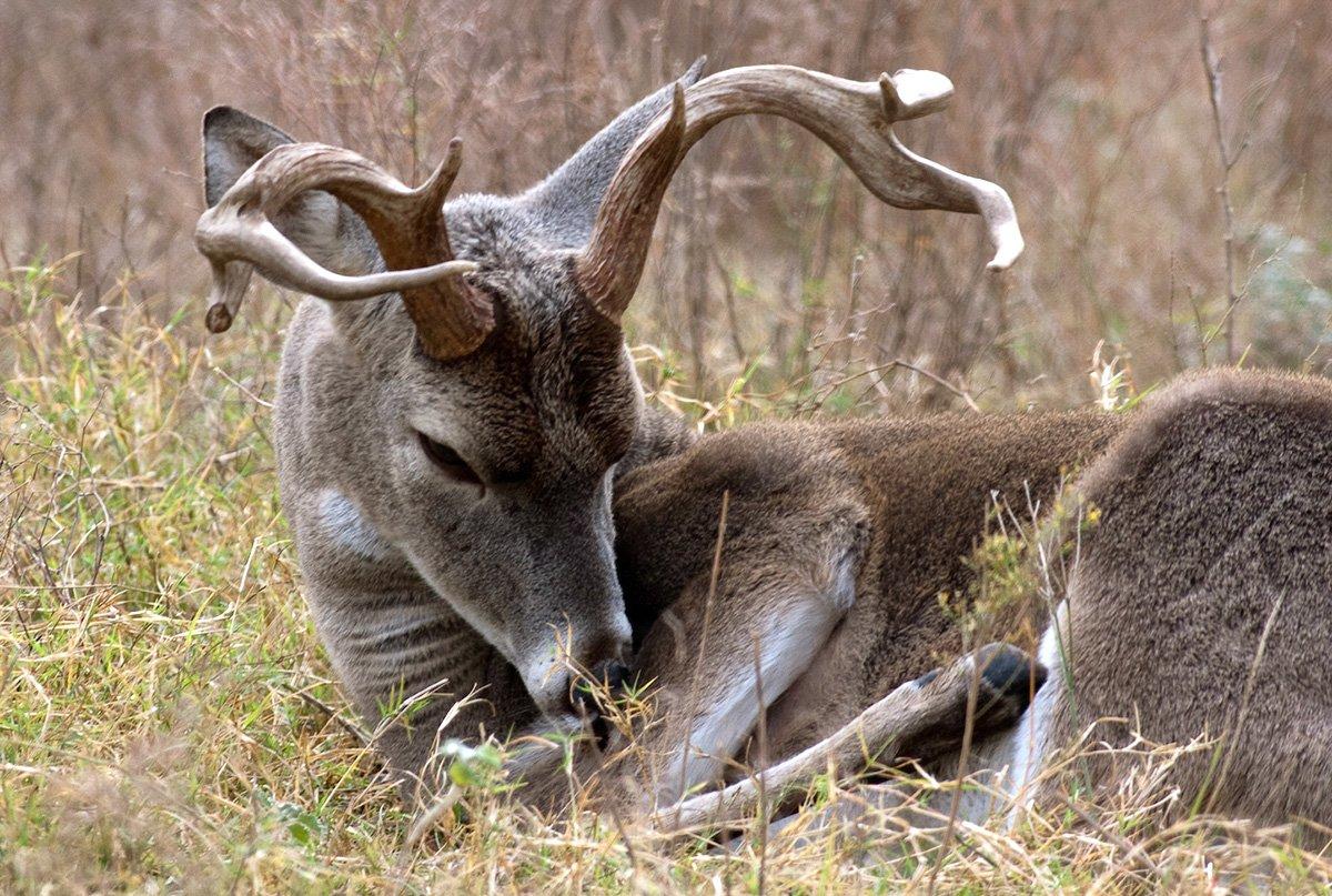 Old bucks with inferior antlers aren't uncommon. (Russell Graves photo)