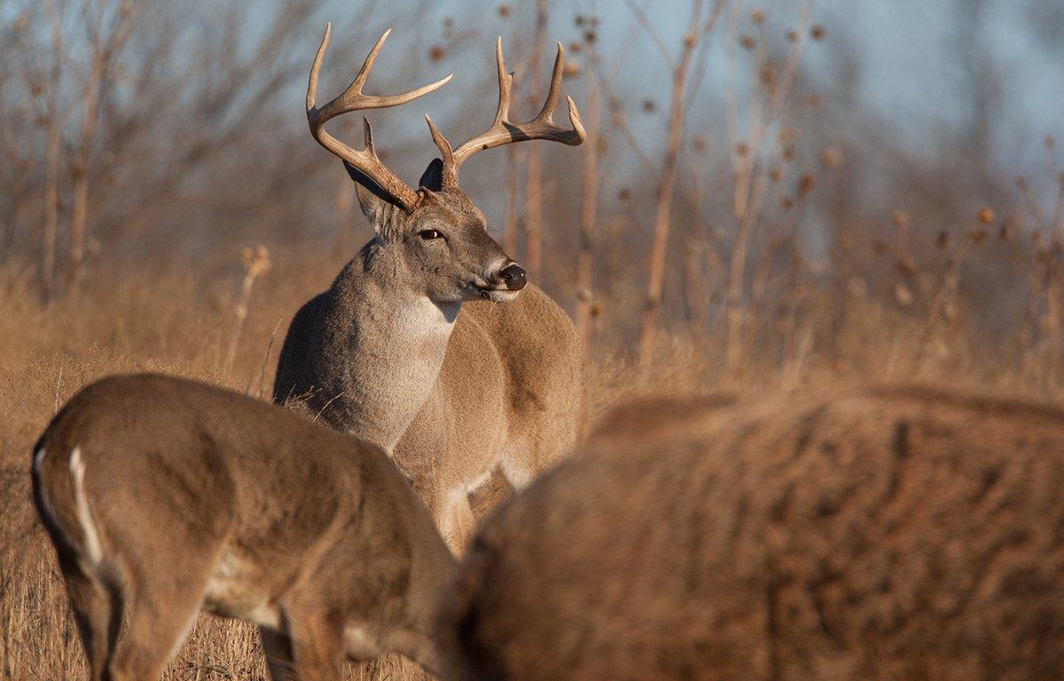 According to the 2018 Whitetail Report from the QDMA, the percentage of yearling bucks in the U.S. buck harvest has declined from 62 percent in 1989 to 35 percent in 2016. (Russell Graves photo)