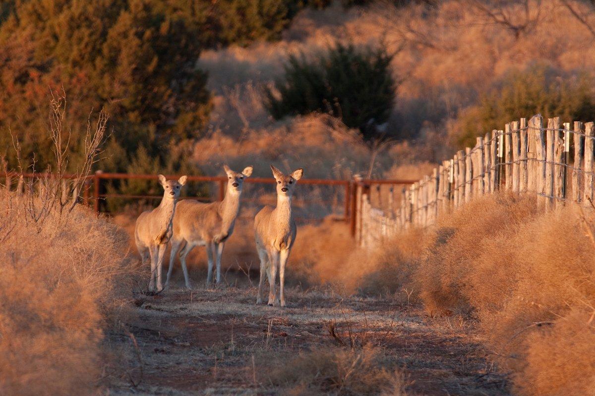 Deer aren't numb to hunting pressure. They'll react to it and change their patterns. (Russell Graves photo)