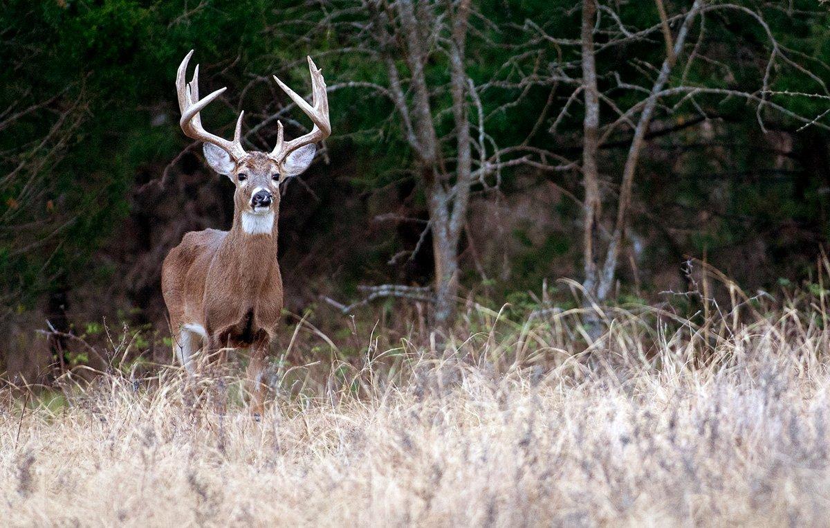 The ranch owners say they were told the land they were buying had an abundance of trophy whitetails, but it didn't. (Image © Russell Graves)