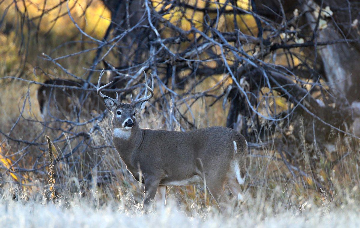 Don't sleep in on windy days. Go deer hunting instead. (Russell Graves photo)