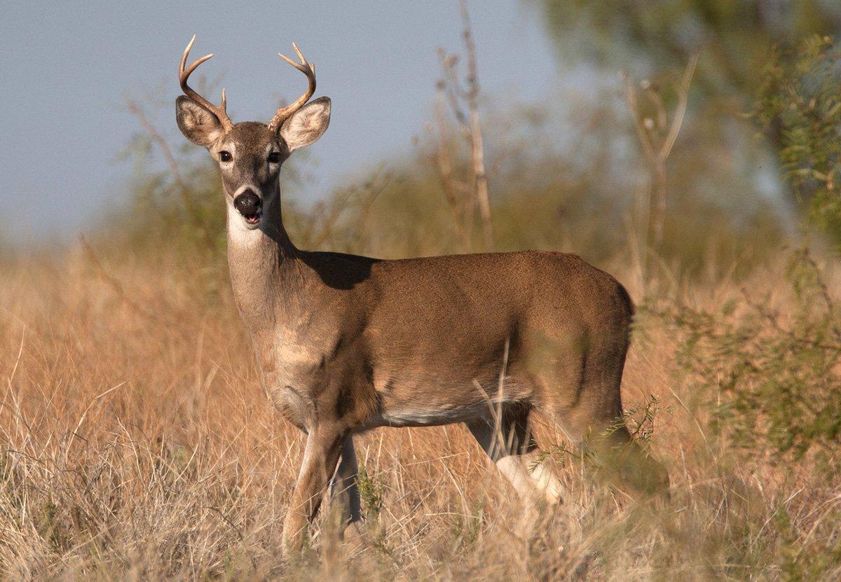 The majority of bucks, and even some does, disperse from their birth lands. (Russell Graves photo)