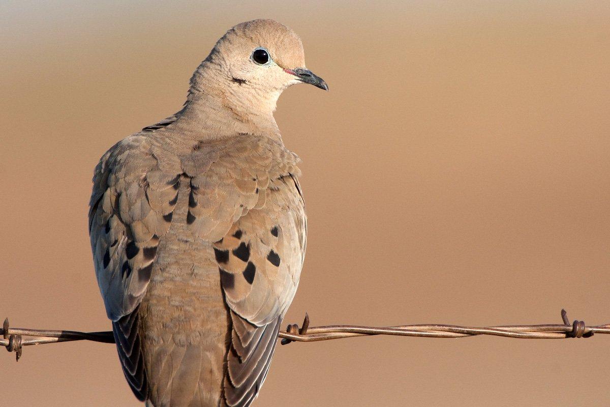 You don't have to have a dedicated dove field to shoot birds in September. (Russell Graves Image)